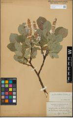 Foto von Salix glandulifera Flod. x Salix hastata L.